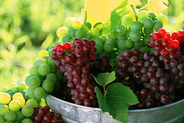 Making wine from grapes at home: a recipe