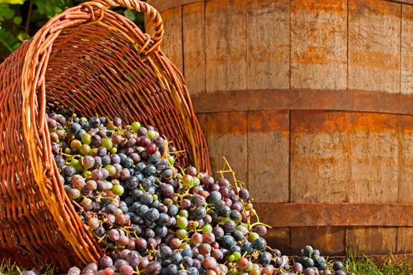 Making wine from grapes at home: a recipe