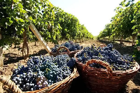 Making wine from grapes at home: a recipe