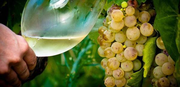 Making wine from grapes at home: a recipe