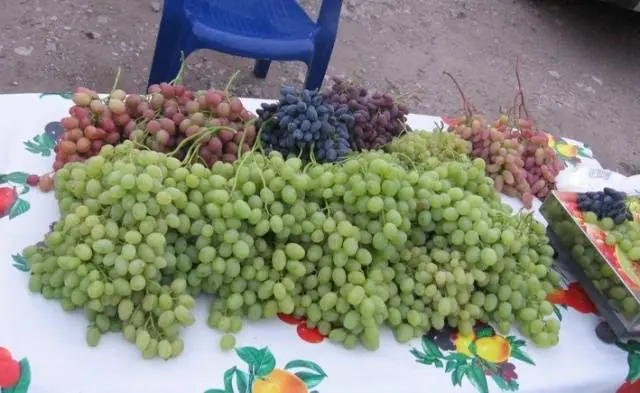 Making wine from grapes at home: a recipe