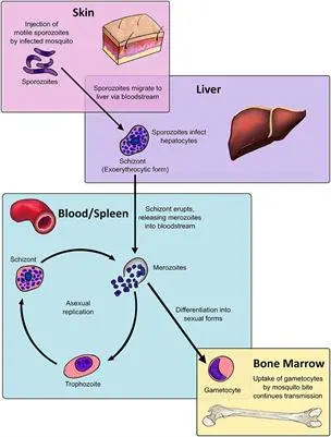 Malaria causes changes in the bone marrow