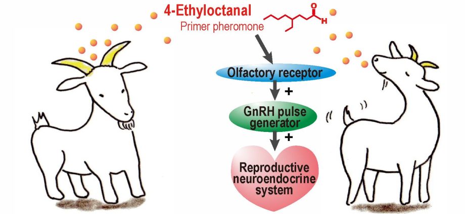 Male pheromones &#8211; what they are, action, effects