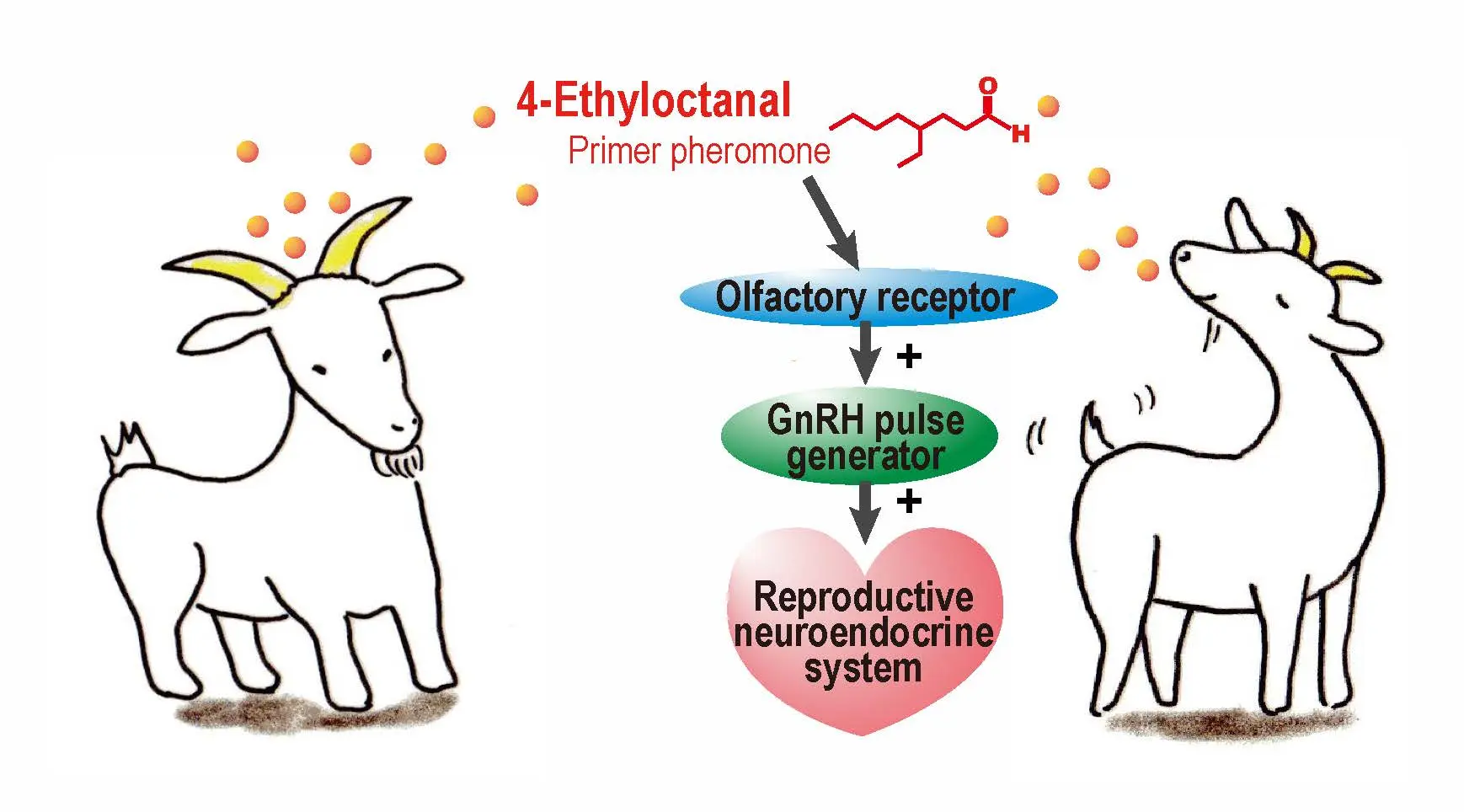 Male pheromones &#8211; what they are, action, effects