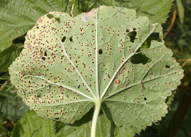 Mallow (stock-rose) wrinkled: photo, varieties, planting and care