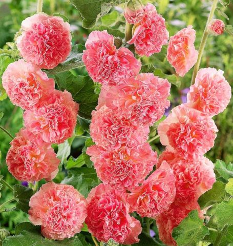 Mallow (stock-rose) wrinkled: photo, varieties, planting and care