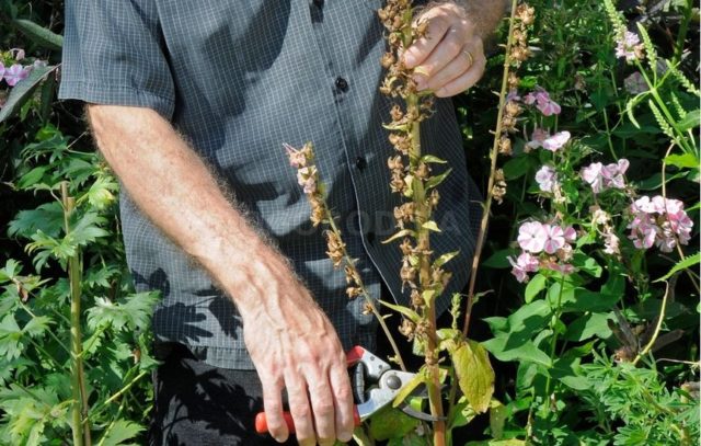 Mallow (stock-rose) wrinkled: photo, varieties, planting and care