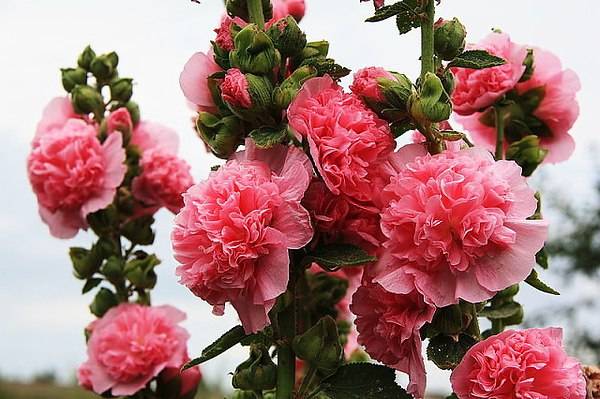 Malva terry perennial: description, photo