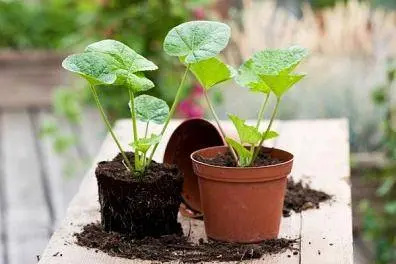 Malva terry perennial: description, photo