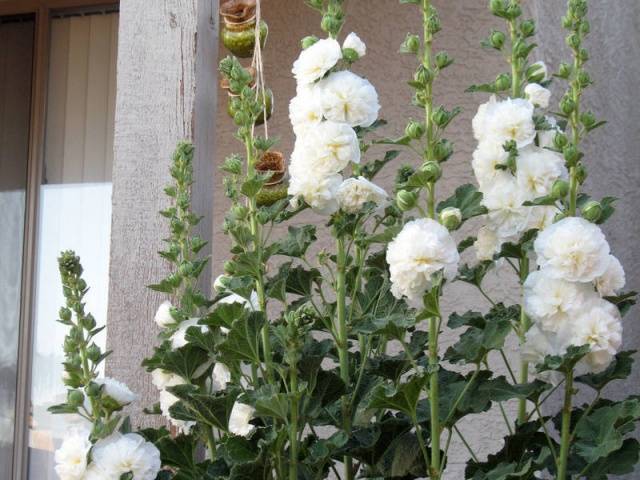 Malva terry perennial: description, photo