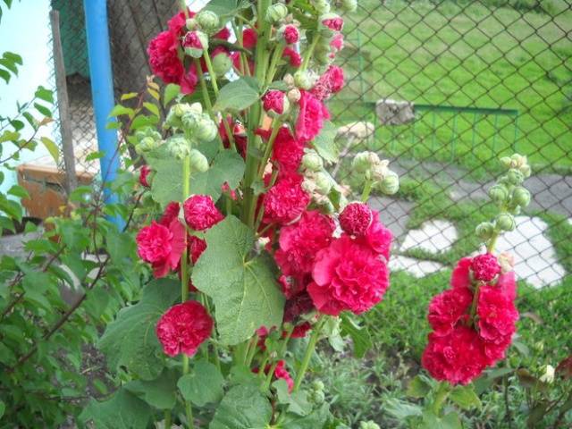 Malva terry perennial: description, photo