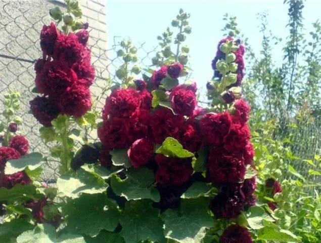 Malva terry perennial: description, photo