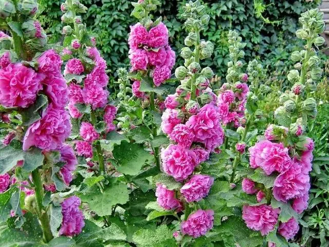 Malva terry perennial: description, photo