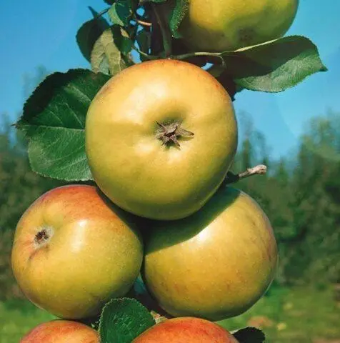 Malyukha apple variety: photo and description