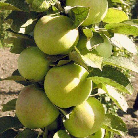 Malyukha apple variety: photo and description