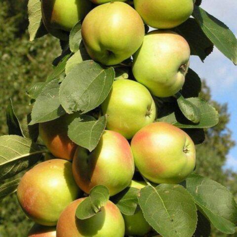 Malyukha apple variety: photo and description