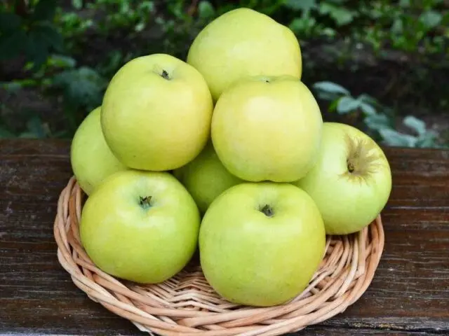 Malyukha apple variety: photo and description