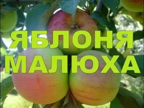 Malyukha apple variety: photo and description