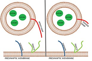 Mammalian bites &#8211; the mechanism of tetanus infection