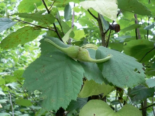 Manchurian hazel