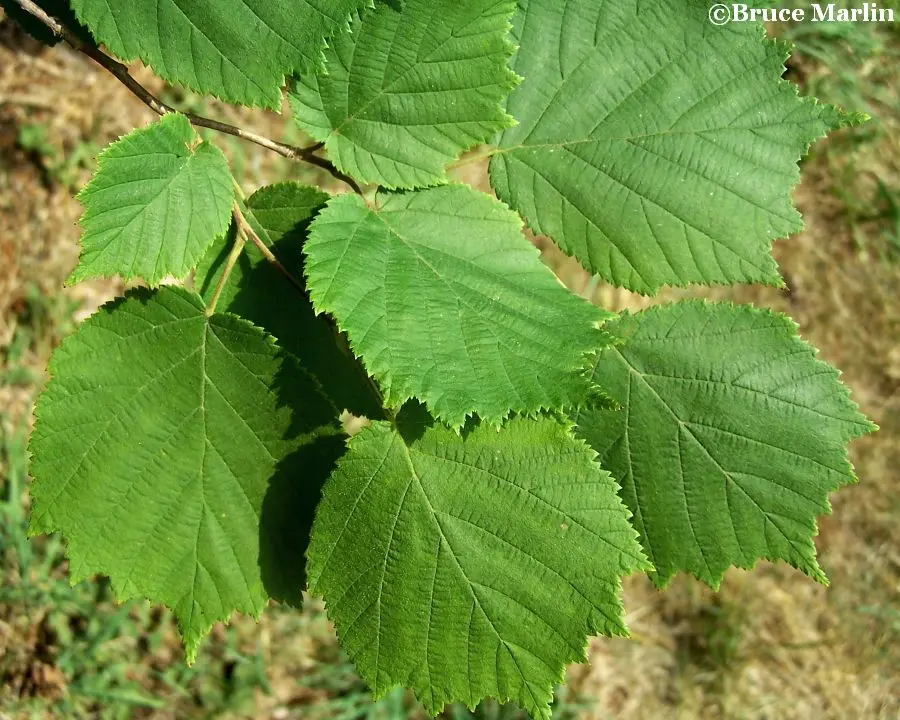 Manchurian hazel