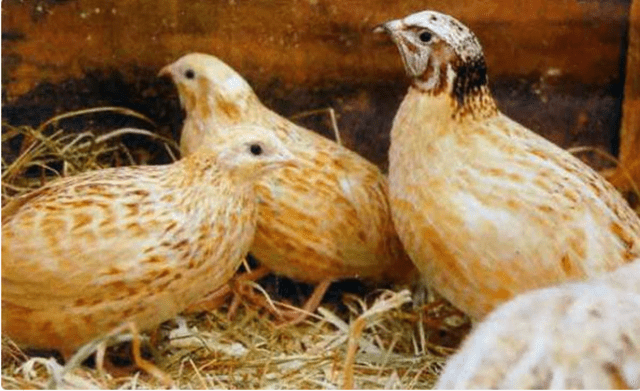 Manchurian quail breed: photo and description