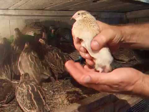 Manchurian quail breed: photo and description