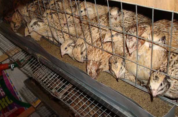 Manchurian quail breed: photo and description