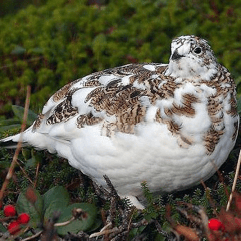 Manchurian quail breed: photo and description