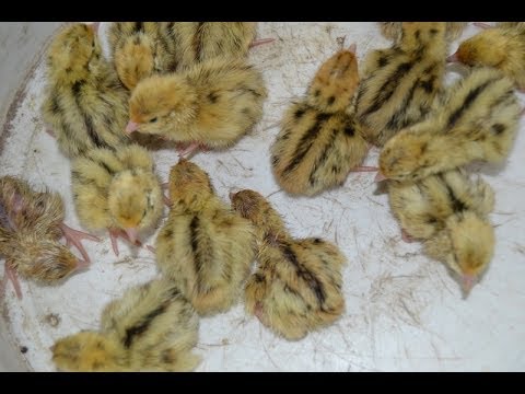 Manchurian quail breed: photo and description