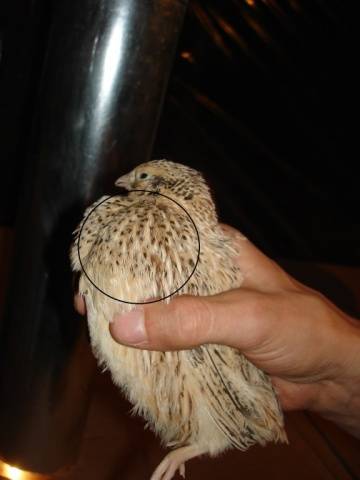 Manchurian quail breed: photo and description