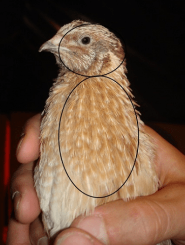 Manchurian quail breed: photo and description