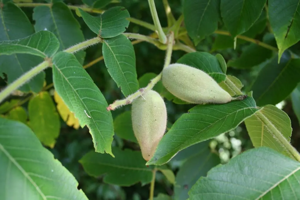 Manchurian walnut: planting and care at home