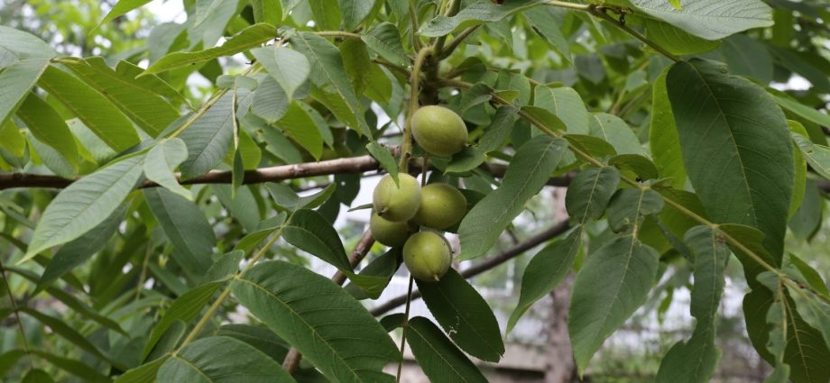 Manchurian walnut: planting and care at home