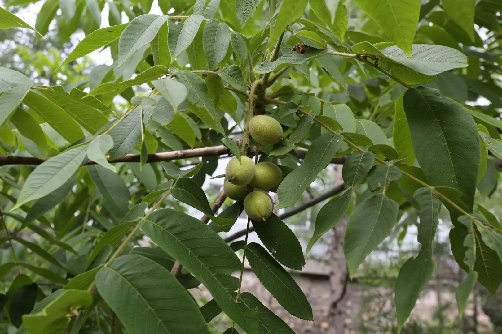 Manchurian walnut: planting and care at home