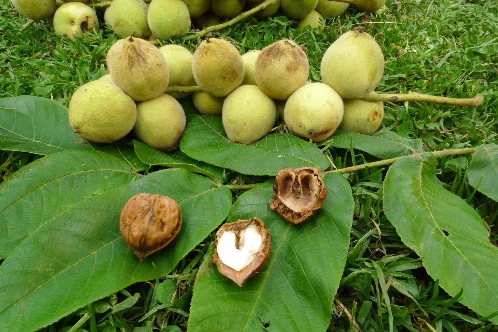 Manchurian walnut: what to do with it