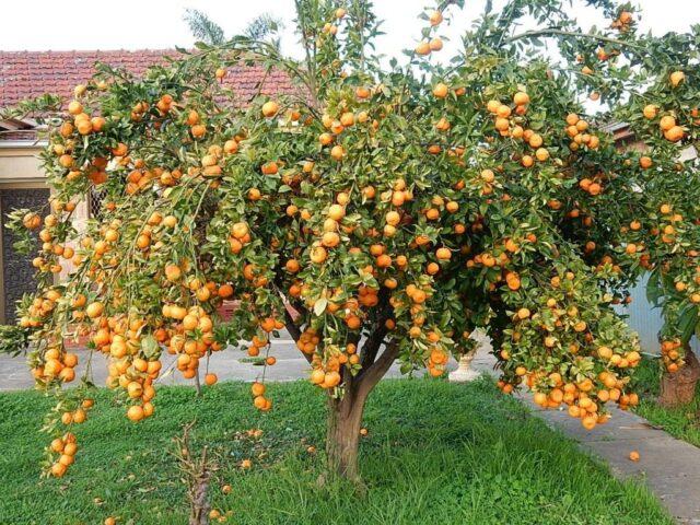 Mandarin: how and how many years it grows, how it blooms, is it a fruit or vegetable, tree or shrub