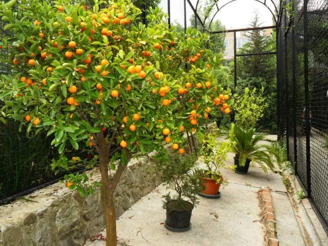 Mandarin: how and how many years it grows, how it blooms, is it a fruit or vegetable, tree or shrub