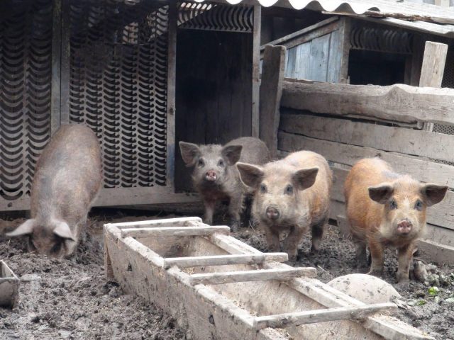 Mangal pig breed: keeping and caring for piglets