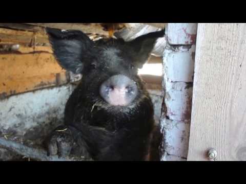 Mangal pig breed: keeping and caring for piglets