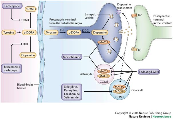 MAO inhibitors &#8211; action, indications, occurrence in nature