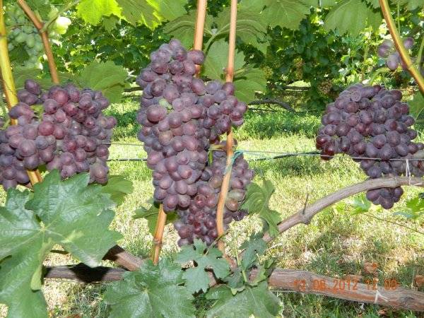 Maradona chocolate grapes