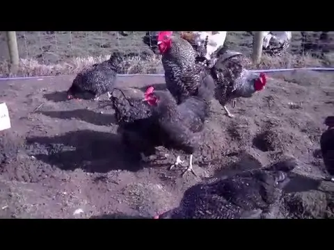 Maran chickens