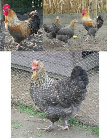 Maran chickens