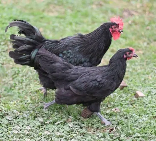 Maran chickens