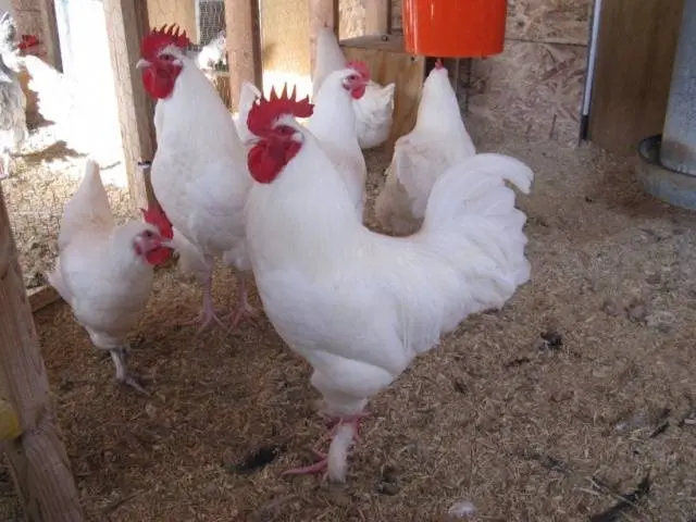 Maran chickens