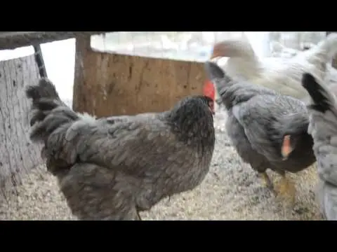 Maran chickens