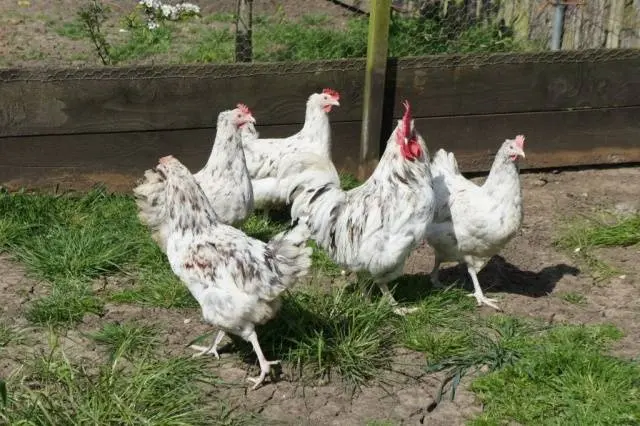 Maran chickens