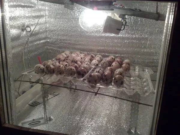 Marble quail: keeping and breeding