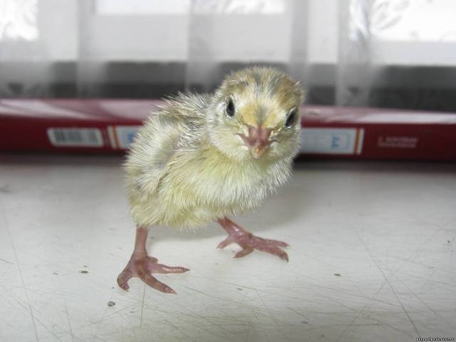 Marble quail: keeping and breeding